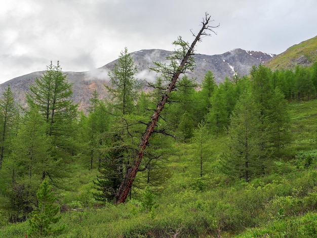 Arbre qui tombe sur une pente de montagne forestière. Forêt de cèdres brumeux, fond naturel vert de la taïga sibérienne.