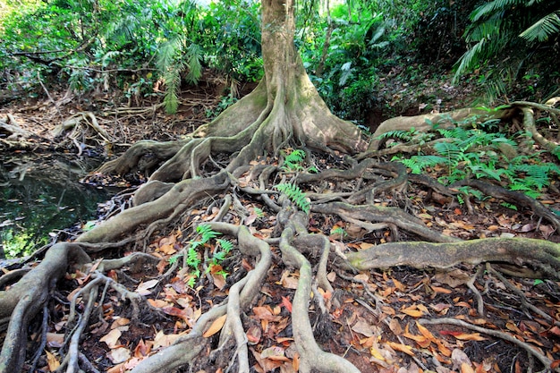 Arbre racine en forêt