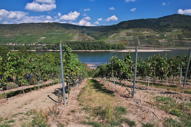 Arbre de raisin dans la vallée du Rhin en Allemagne de l'ouest