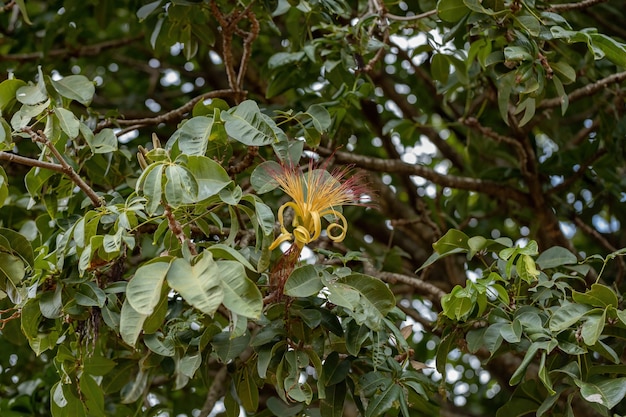 Arbre de ravitaillement brésilien de l'espèce Pachira aquatica