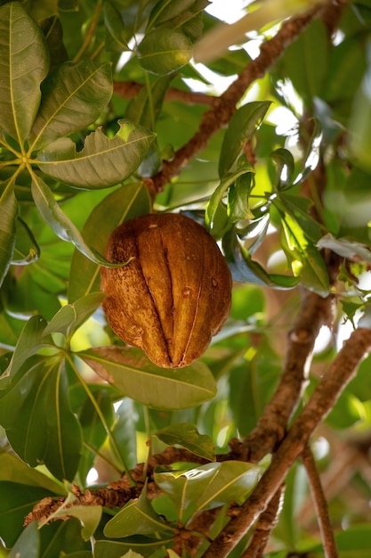 Arbre de ravitaillement brésilien de l'espèce Pachira aquatica