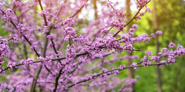 L'arbre redbud américain de l'Est ou Cercis canadensis en fleurs dans un parc de près Focus sélectif Concept de la nature