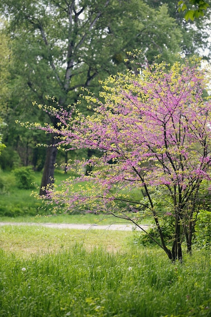 Arbre Redbud. Floraison printanière avec de petites fleurs lilas