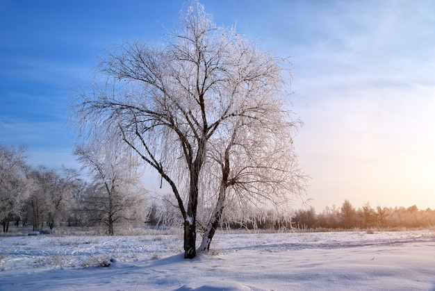 Arbre en rime