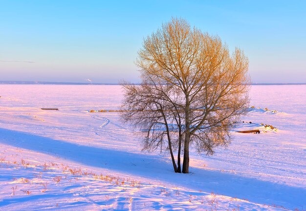 Un arbre sur la rive du réservoir La surface gelée du réservoir de Novossibirsk le soir