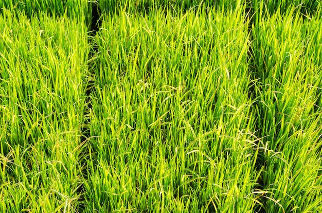 Photo l'arbre de riz vert dans le champ et l'arrière-plan flou