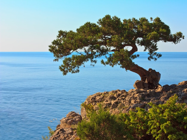 L'arbre sur le rocher