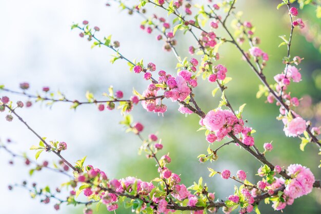 Arbre en rose sur verdure et ciel