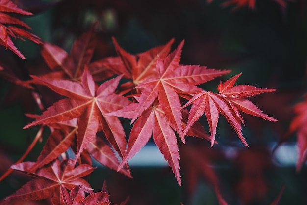 Arbre Rouge Feuilles Dans La Nature, Branches Et Feuilles