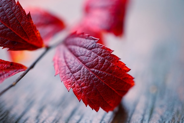 arbre rouge laisse dans la nature