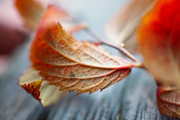 arbre rouge laisse dans la nature