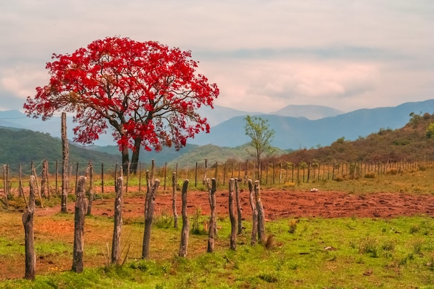 Arbre rouge et paysage d'automne