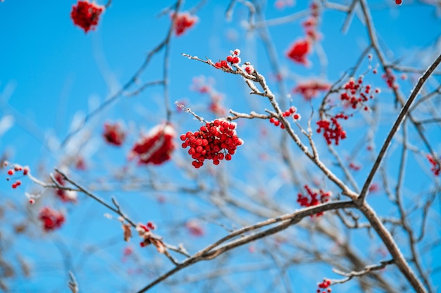 Arbre Rowan dans la neige fond d'hiver naturel