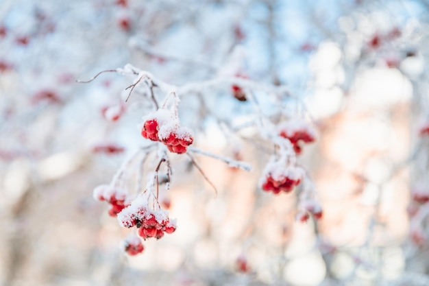 Arbre Rowan dans la neige fond d'hiver naturel