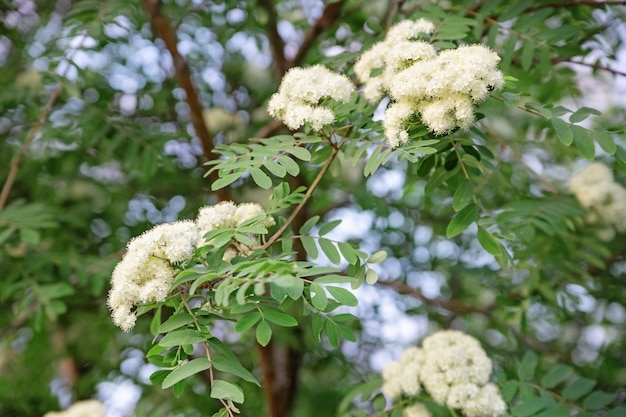 Arbre de Rowan en fleurs. Beaux arbres en fleurs. Les arbres fleurissent au printemps. Arbre de jardin en fleurs.