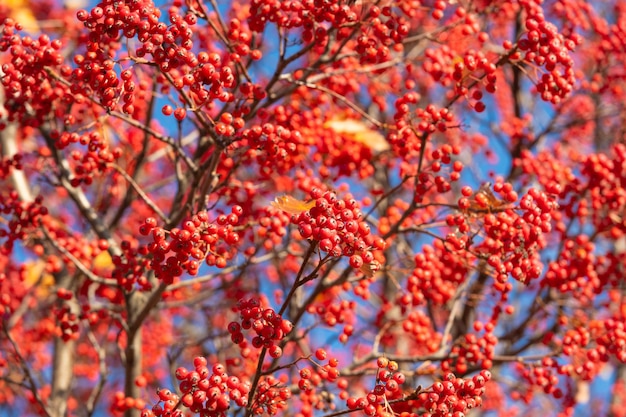 Photo arbre de rowan avec fond d'été de baies rouges