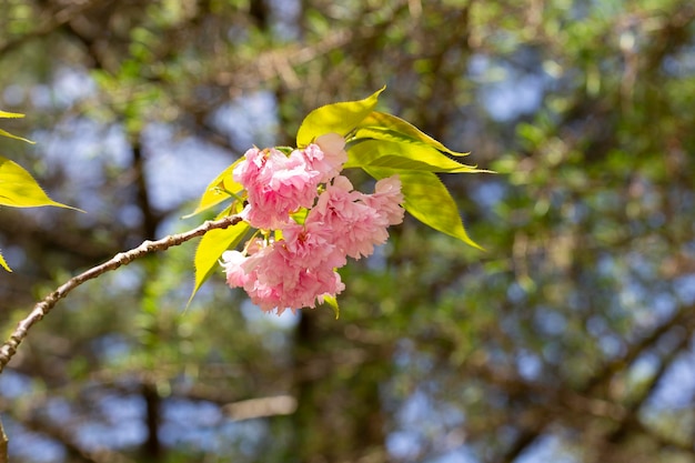 Arbre de sacura rose tendre en fleurs en journée ensoleillée