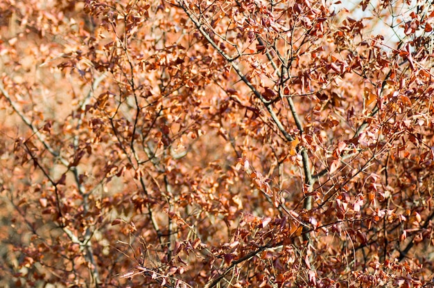 Arbre de la saison d&#39;automne