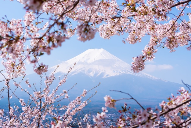 Arbre Sakura au Japon. Fleur de cerisier en fleurs dans le jardin au printemps.