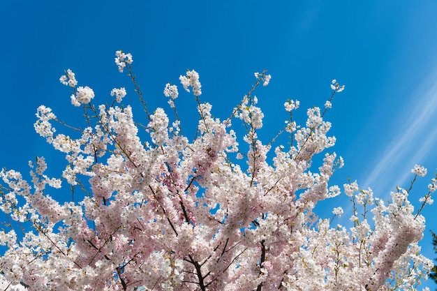 Arbre de Sakura dans la nature printanière aux beaux jours