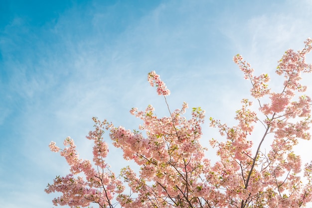 Arbre de sakura en fleurs sur fond de ciel bleu