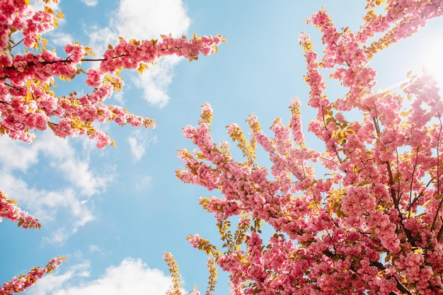 Arbre de sakura rose en fleurs se bouchent