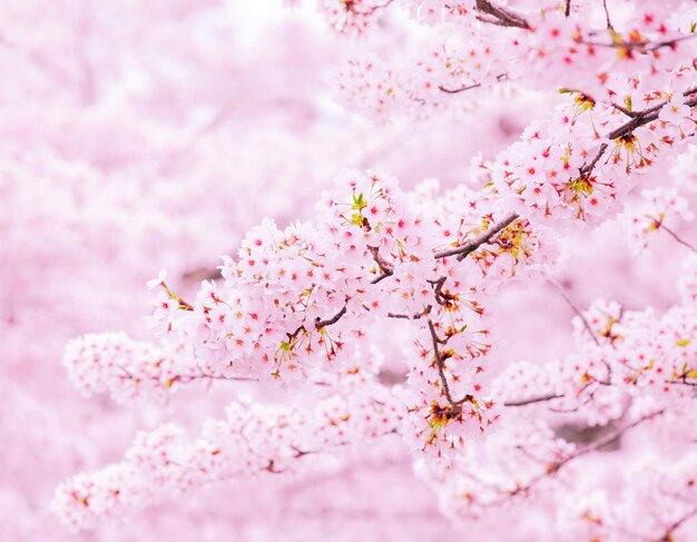 Photo arbre sakura