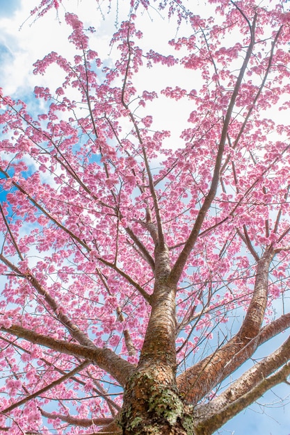 arbre à sakura