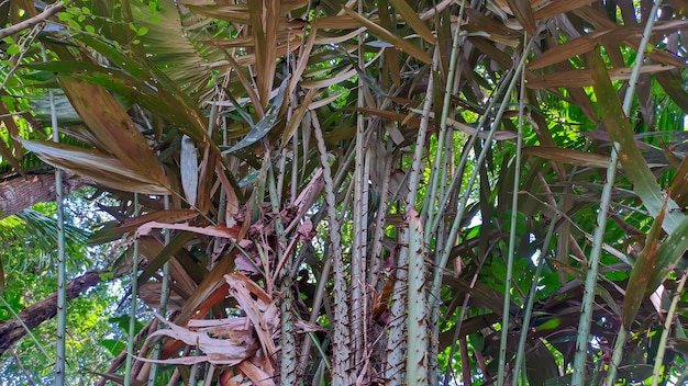 arbre de salak ou de salacca