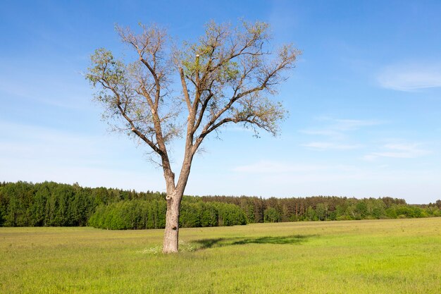 Un arbre sans feuillage, poussant sur le terrain, où pousse de l'herbe verte. Paysage de printemps