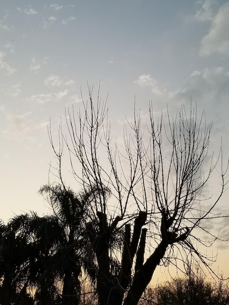 Un arbre sans feuilles et le ciel est nuageux