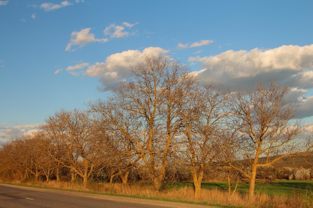 un arbre sans feuilles est à côté d'une route