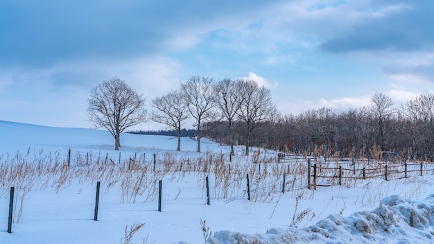 Arbre sans feuilles avec paysage de neige