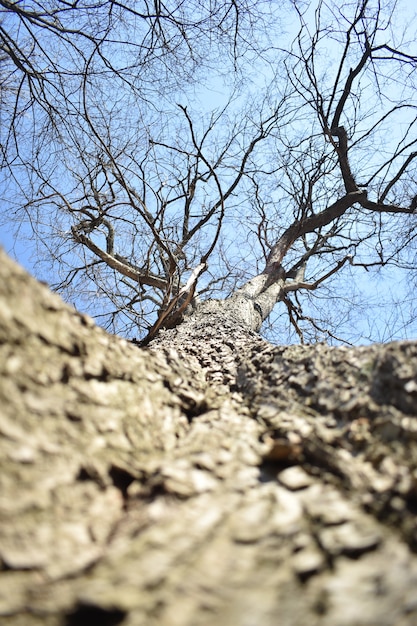 Arbre sans feuilles. Vue d'en bas