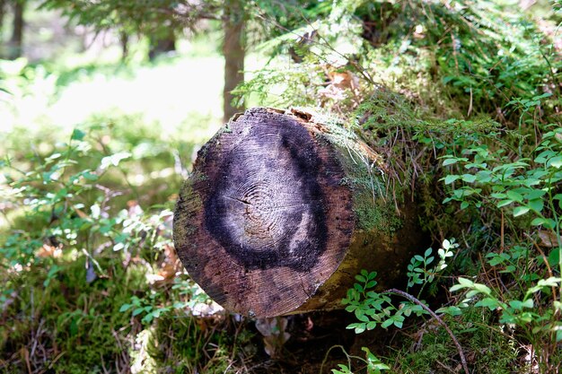 Un arbre scié en gros plan une vue du côté scié