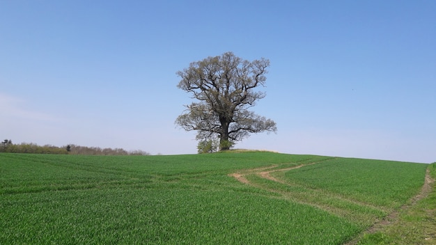 L&#39;arbre se tient seul dans le champ vert au printemps