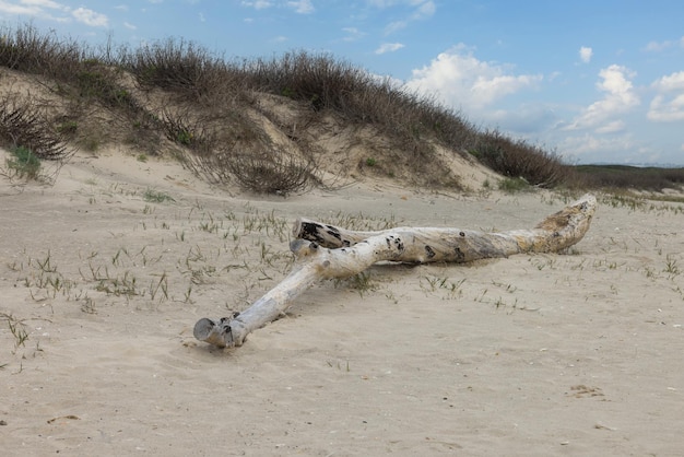 Photo arbre sec allongé sur le sable et le ciel bleu