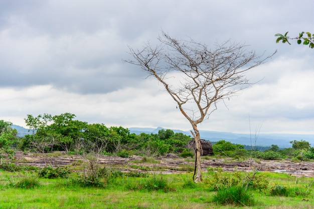 Arbre sec en attente de mort