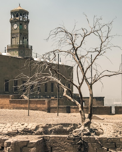Photo un arbre sec au coeur du caire dans la forteresse de salah addin chaleur et sécheresse en egypte