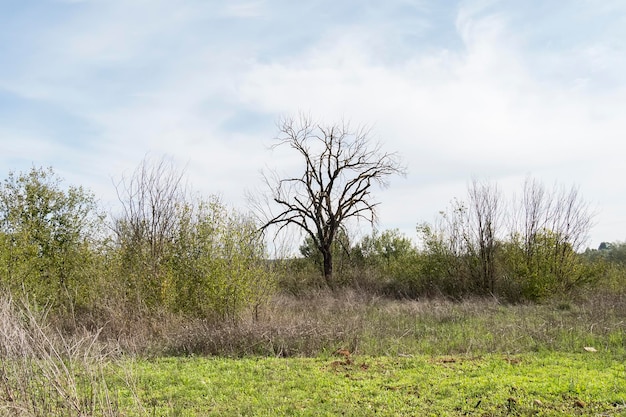 Arbre sec au milieu de la nature