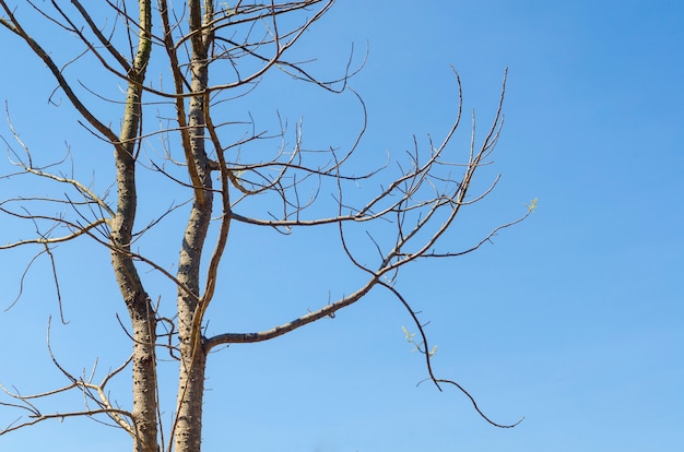 Arbre sec et ciel bleu en été.