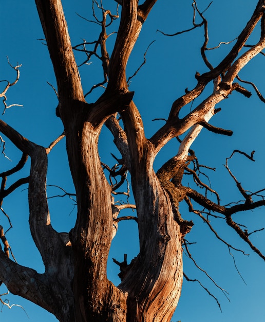 Arbre sec contre le ciel bleu