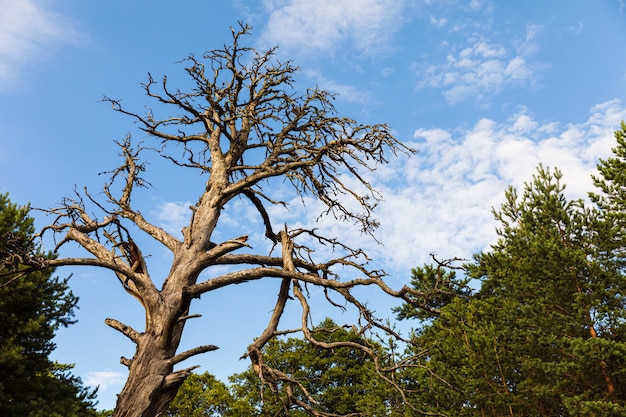 Arbre sec contre le ciel bleu