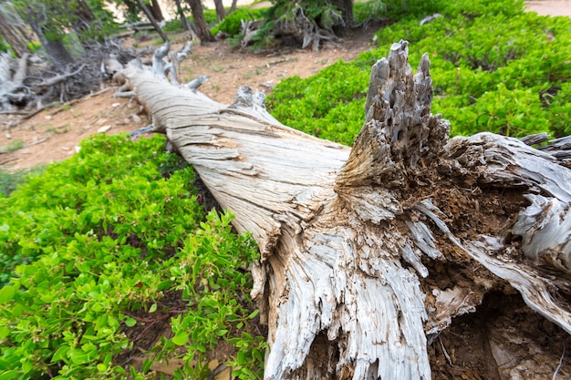 Arbre sec dans la forêt