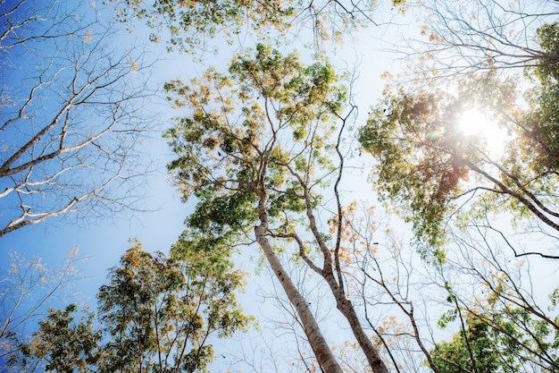 Arbre sec à la lumière du soleil.