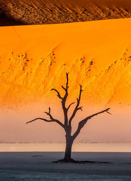 Arbre sec près des dunes et du ciel bleu