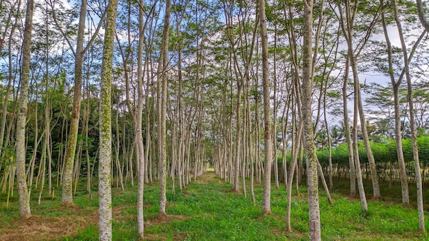 arbre sengon ou Albizia chinensis