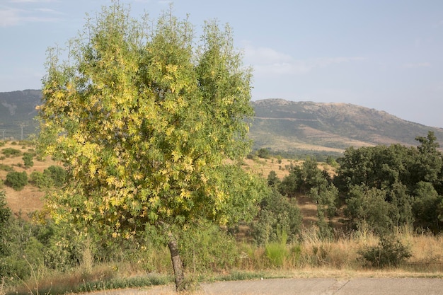 Arbre et sentier à Horcajuelo de la Sierra, Madrid, Espagne