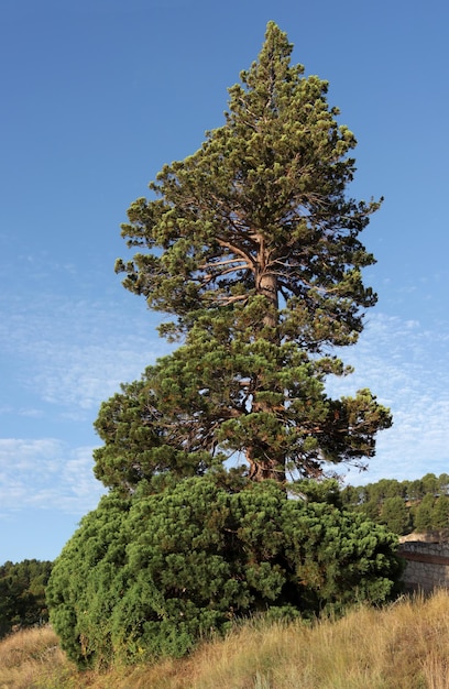 arbre sequoiadendron giganteum, haut de 25 mètres