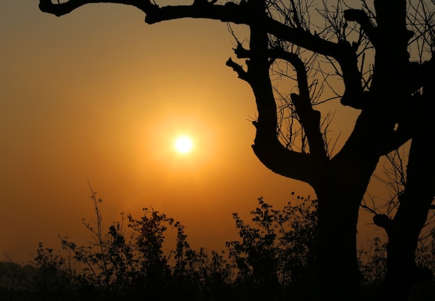 Arbre, silhouette contre le ciel à Kuakata, Bangladesh